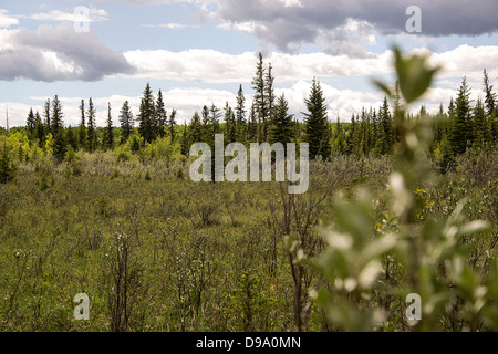 Ellenbogen Sie, Fluss, Landschaft, Fluss, Sturm, Donner, Frühling, Sommer, Wanderung, Weg, Angeln, Wald Stockfoto