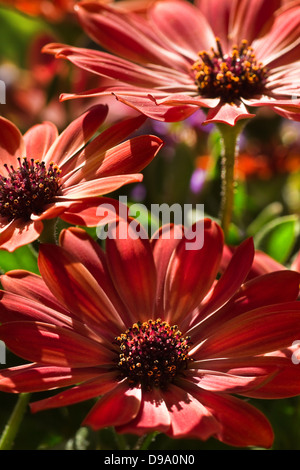 Herbers oder Cape Ringelblumen im Sommersonnenschein Stockfoto