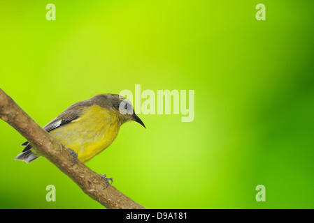 Bananaquit (Coereba Flaveola) thront auf einem Ast Stockfoto