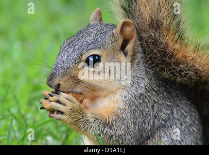 Eichhörnchen Essen Erdnuss, von der Seite gesehen Stockfoto