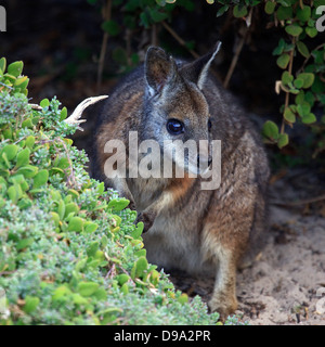 TAMMAR-Wallabys, Kangaroo Island, Australien Stockfoto