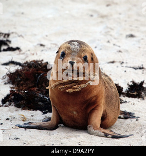 New Zealand Seebär, Kangaroo Island, Australien Stockfoto