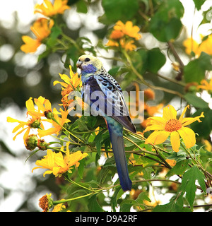 Pale leitete Rosella, Australien Stockfoto