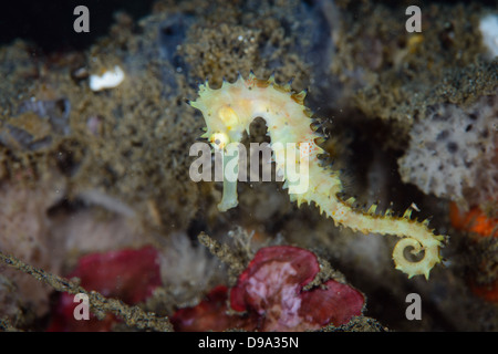 Ein gelber juvenile dornigen Seepferdchen aus der Lembeh-Strait in Nord-Sulawesi, Indonesien Stockfoto