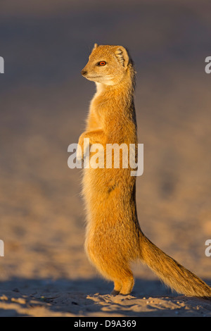 Gelbe Mungo, Cynictis Penicillata, Fuchsmanguste Stockfoto