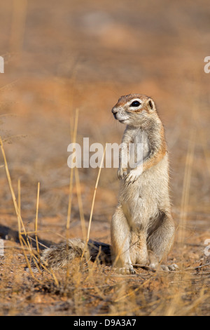 Kap-Borstenhörnchen, Kap-Borstenhörnchen Xerus inauris Stockfoto