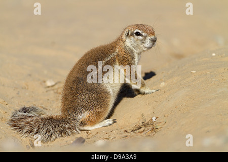 Kap-Borstenhörnchen, Kap-Borstenhörnchen Xerus inauris Stockfoto