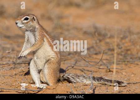 Kap-Borstenhörnchen, Kap-Borstenhörnchen Xerus inauris Stockfoto