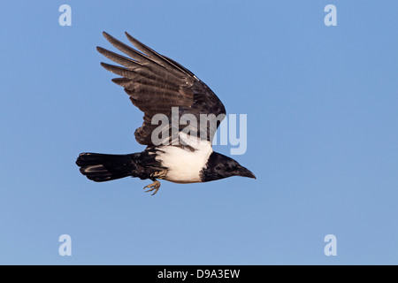 Pied Crow, Corvus Albus, Schildrabe Stockfoto