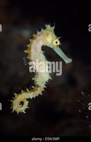 Ein gelber juvenile dornigen Seepferdchen aus der Lembeh-Strait in Nord-Sulawesi, Indonesien Stockfoto