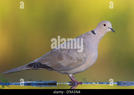 Collared Dove, eurasische Halsband-Taube, Eurasian Collared Dove, Streptopelia Decaocto, Türkentaube, Tuerkentaube Stockfoto