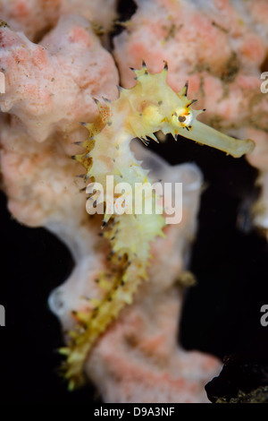 Ein gelber juvenile dornigen Seepferdchen aus der Lembeh-Strait in Nord-Sulawesi, Indonesien Stockfoto