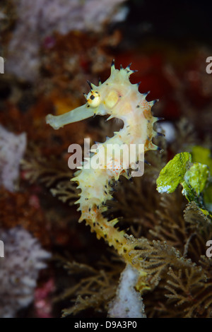 Ein gelber juvenile dornigen Seepferdchen aus der Lembeh-Strait in Nord-Sulawesi, Indonesien Stockfoto