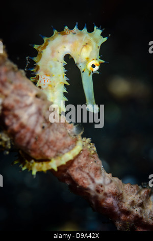 Ein gelber juvenile dornigen Seepferdchen aus der Lembeh-Strait in Nord-Sulawesi, Indonesien Stockfoto