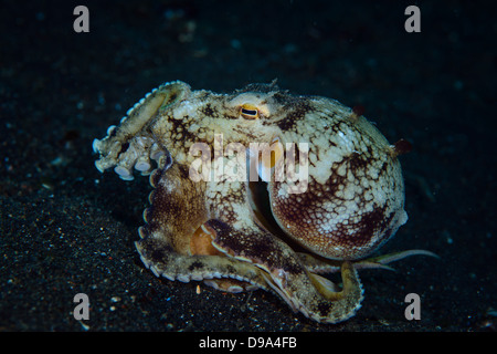 Diese Kokosnuss Oktopus (Amphioctopus Marginatus) ging auf die senden mit seinen Tentakeln. Bild von Lembeh Strait. Stockfoto