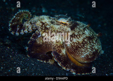 Diese Kokosnuss Oktopus (Amphioctopus Marginatus) ging auf die senden mit seinen Tentakeln. Bild von Lembeh Strait. Stockfoto
