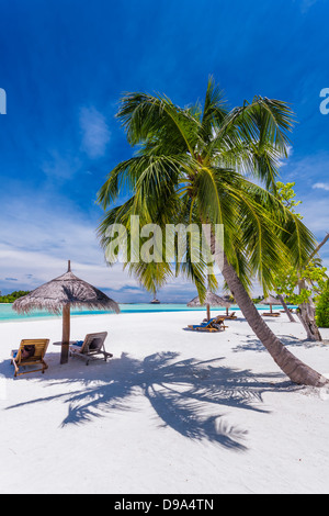Liegestühle unter Umrellas und Palmen Bäume an einem tropischen Strand Stockfoto