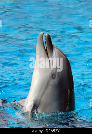 Tümmler, Tursiops truncatus Stockfoto