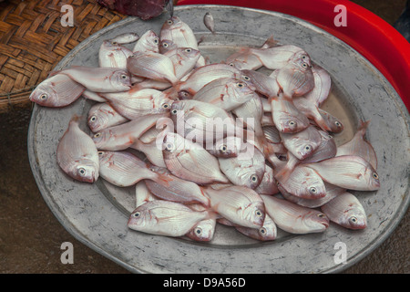 Fangfrischen Fisch zum Verkauf am freien Markt in Thuy Thanh Dorf in der Nähe von Hue, Vietnam, Südostasien Stockfoto