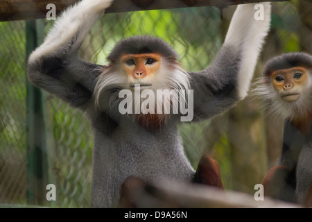 Rot-Schaft-Douc Languren an Endangered Primate Rescue Center, Cuc Phuong Nationalpark, Vietnam. Stockfoto