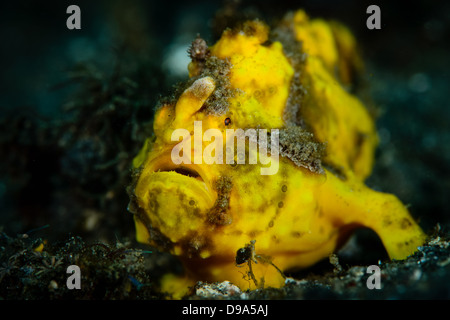 Eine gelbe warzige Anglerfisch Antennarius Maculatus aus Lembeh Strait, Nord-Sulawesi, Indonesien. Stockfoto