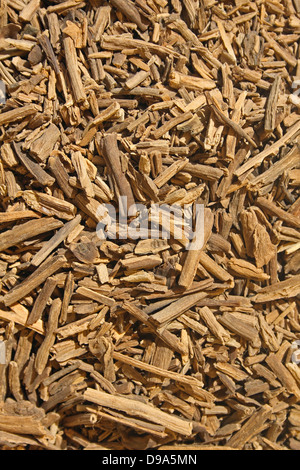 Palo Santo Baum Räucherstäbchen Stockfoto