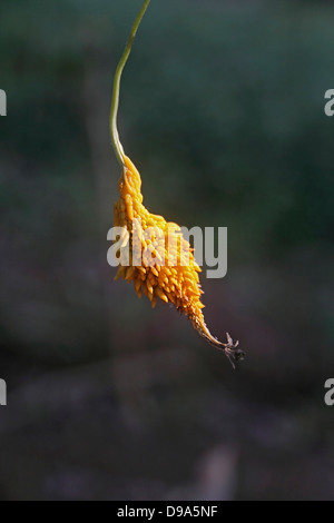 Bitter Melone, Momordica Charantia am Werk Stockfoto