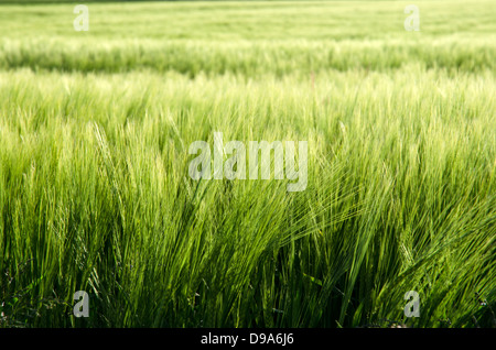Nahaufnahme eines weichen grünen Mais-Feldes. Stockfoto
