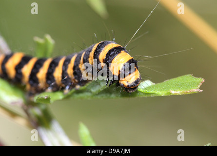 Europäische gelbe & schwarz Cinnabar Moth (Tyria Jacobaeae) Caterpillar). Stockfoto