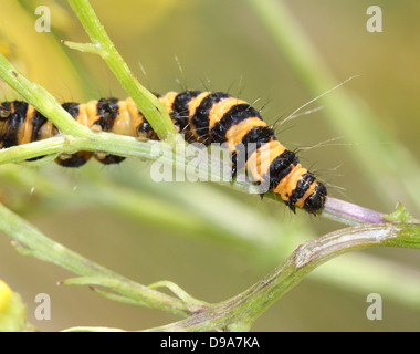 Europäische gelbe & schwarz Cinnabar Moth (Tyria Jacobaeae) Caterpillar). Stockfoto