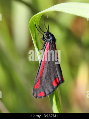 Detaillierte Makro ein Cinnabar Moth (Tyria Jacobaeae) mit Flügeln geschlossen (Serie von 28 Bilder) Stockfoto