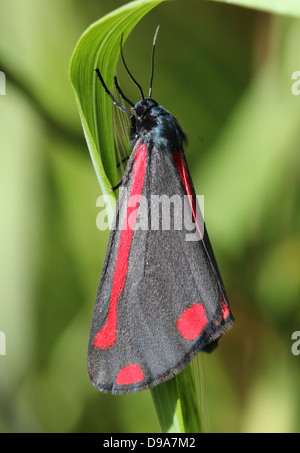 Detaillierte Makro ein Cinnabar Moth (Tyria Jacobaeae) mit Flügeln geschlossen (Serie von 28 Bilder) Stockfoto