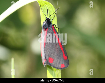 Detaillierte Makro ein Cinnabar Moth (Tyria Jacobaeae) mit Flügeln geschlossen (Serie von 28 Bilder) Stockfoto