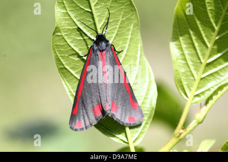 Detaillierte Makro ein Cinnabar Moth (Tyria Jacobaeae) mit Flügeln geschlossen (Serie von 28 Bilder) Stockfoto