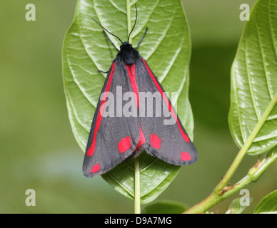 Detaillierte Makro ein Cinnabar Moth (Tyria Jacobaeae) mit Flügeln geschlossen (Serie von 28 Bilder) Stockfoto