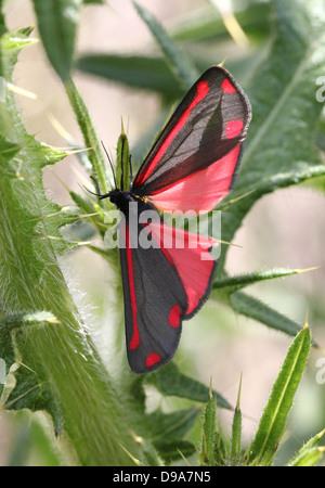 Detaillierte Makro ein Cinnabar Moth (Tyria Jacobaeae) mit Flügeln verteilt geöffnet ist, zeigt die rote Innenflügel (Serie von 28 Bilder) Stockfoto