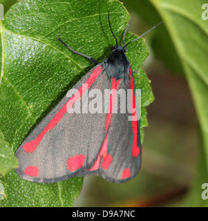 Detaillierte Makro ein Cinnabar Moth (Tyria Jacobaeae) mit Flügeln geschlossen (Serie von 28 Bilder) Stockfoto