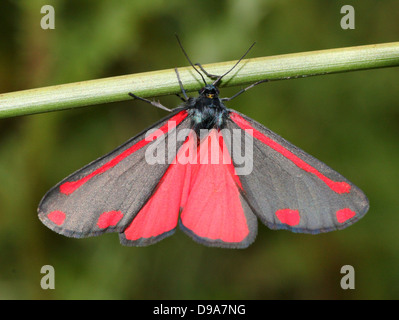 Detaillierte Makro ein Cinnabar Moth (Tyria Jacobaeae) mit Flügeln verteilt geöffnet ist, zeigt die rote Innenflügel (Serie von 28 Bilder) Stockfoto