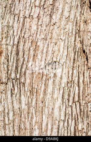 Full Frame hochauflösende Nahaufnahmen von Baumrinde für Hintergründe und Texturen. Stockfoto