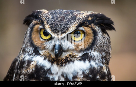 Eine große gehörnte Eule sieht in die Ferne, als er für seine nächste Mahlzeit sucht. Stockfoto