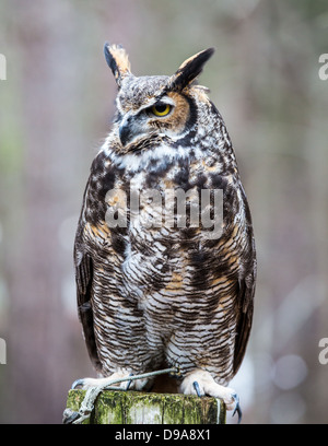 Eine große gehörnte Eule sieht in die Ferne, als er für seine nächste Mahlzeit sucht. Stockfoto