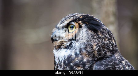 Eine große gehörnte Eule sieht in die Ferne, als er für seine nächste Mahlzeit sucht. Stockfoto