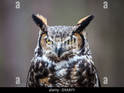 Eine große gehörnte Eule sieht in die Ferne, als er für seine nächste Mahlzeit sucht. Stockfoto