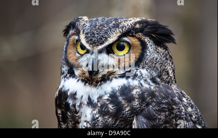 Eine große gehörnte Eule sieht in die Ferne, als er für seine nächste Mahlzeit sucht. Stockfoto