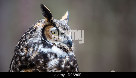 Eine große gehörnte Eule sieht in die Ferne, als er für seine nächste Mahlzeit sucht. Stockfoto