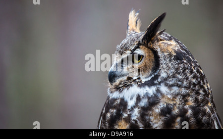 Eine große gehörnte Eule sieht in die Ferne, als er für seine nächste Mahlzeit sucht. Stockfoto