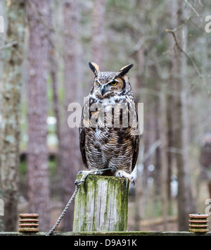 Eine große gehörnte Eule sieht in die Ferne, als er für seine nächste Mahlzeit sucht. Stockfoto