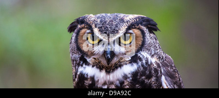 Eine große gehörnte Eule sieht in die Ferne, als er für seine nächste Mahlzeit sucht. Stockfoto