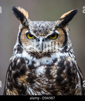 Eine große gehörnte Eule sieht in die Ferne, als er für seine nächste Mahlzeit sucht. Stockfoto