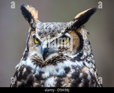 Eine große gehörnte Eule sieht in die Ferne, als er für seine nächste Mahlzeit sucht. Stockfoto